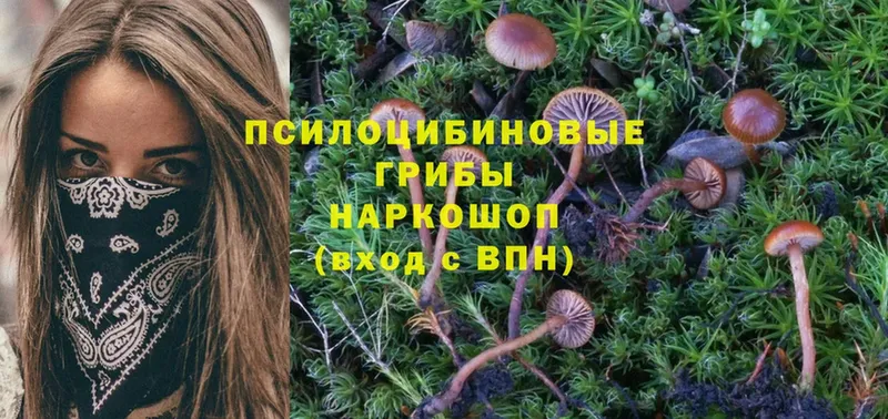 KRAKEN ссылка  Верхнеуральск  Галлюциногенные грибы Psilocybine cubensis 